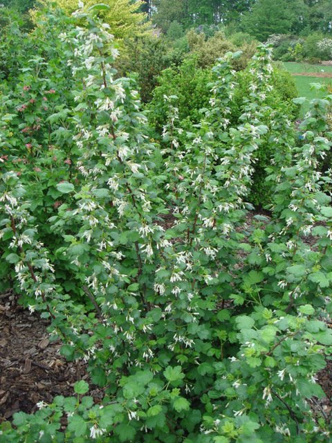Ribes niveum P20